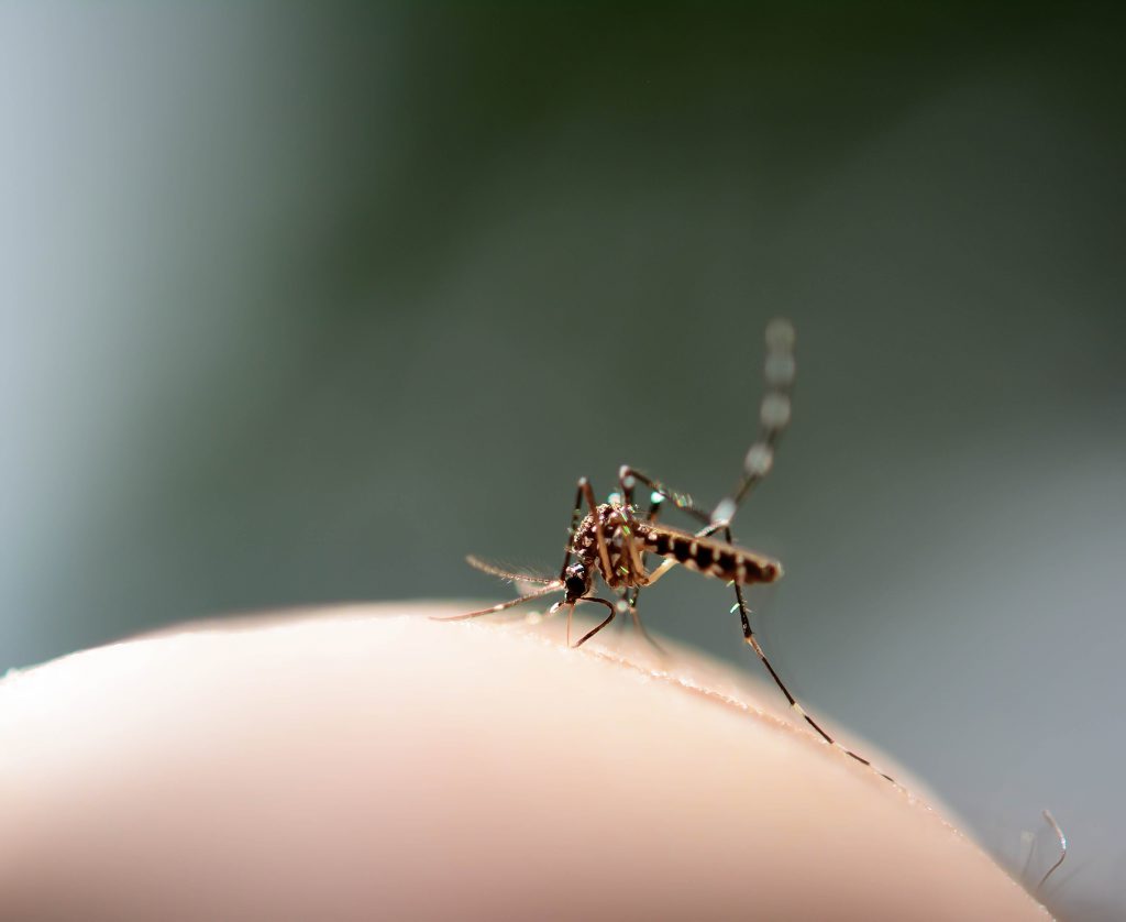 A combination of high tides and recent rain has created perfect breeding grounds for mosquitoes on the Fraser Coast. A combination of high tides and recent rain has created perfect breeding grounds for mosquitoes on the Fraser Coast.